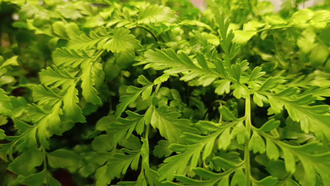 Festiwal Roślin w Enea Arenie