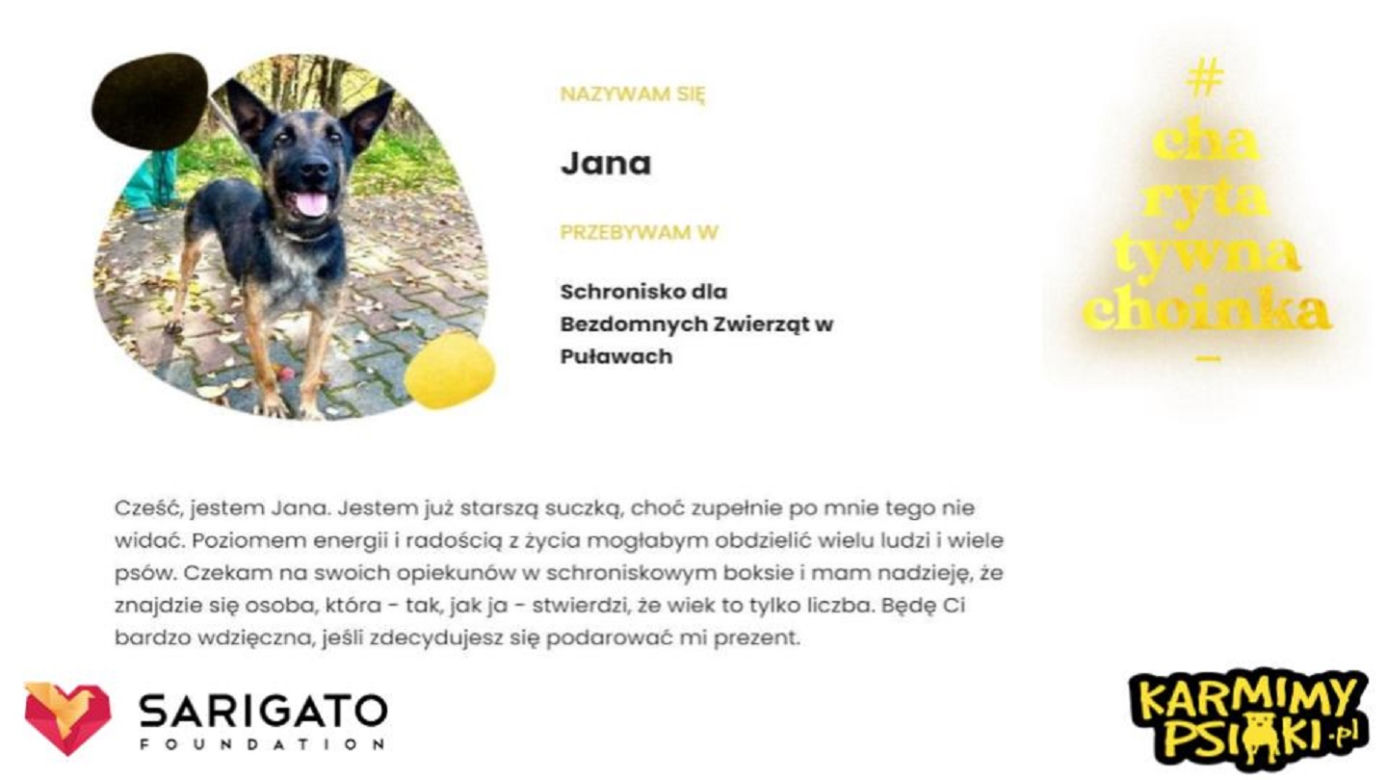 Charytatywna Choinka dla bezdomnych psów i kotów. Każdy może pomóc!
