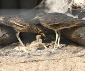 Te maluchy przyszły na świat w warszawskim ZOO w 2025 roku