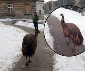 Po ulicach Przemyśla spacerował emu! Mieszkańcy przecierali oczy ze zdumienia