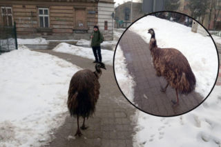 Po ulicach Przemyśla spacerował emu! Mieszkańcy przecierali oczy ze zdumienia