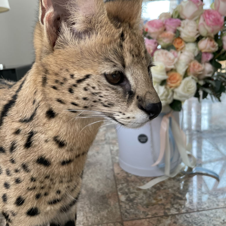 Zaginął serval