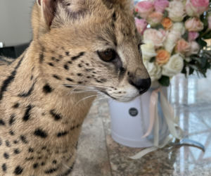 Zaginął serval
