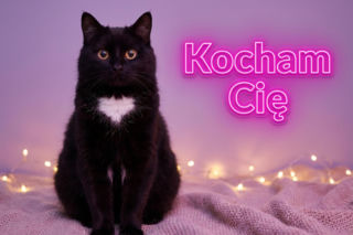 Zabawne kartki walentynkowe dla singli - bo miłość własna też się liczy!