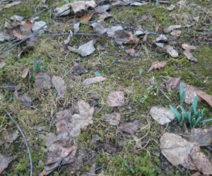 Rośliny poczuły już wiosnę. Co się z nimi stanie jak przyjdzie mróz? 