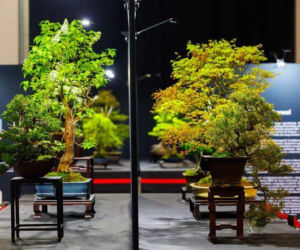 World Flower Show powraca do Wrocławia