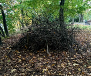 Stosy biocenotyczne w szczecińskich parkach