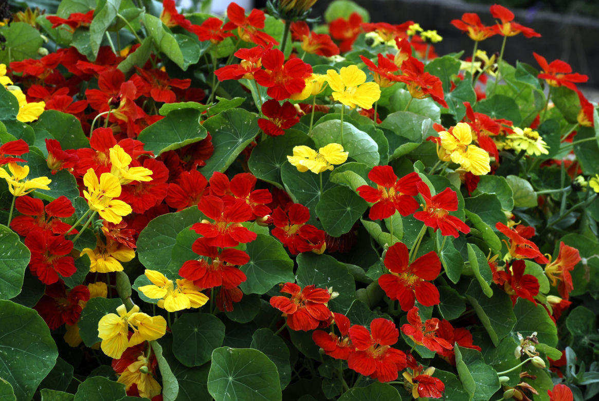 Nasturcja (Tropaeolum majus)