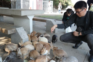 Wyspa, na której żyje więcej królików niż ludzi. Ma mroczną przeszłość