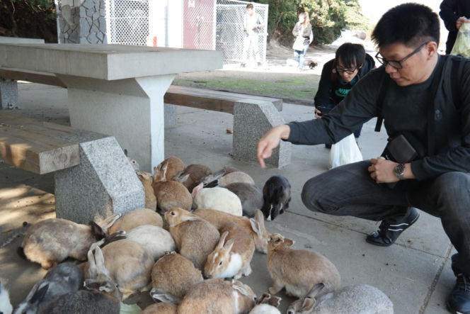 Wyspa, na której żyje więcej królików niż ludzi. Ma mroczną przeszłość