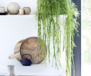 Rhipsalis
