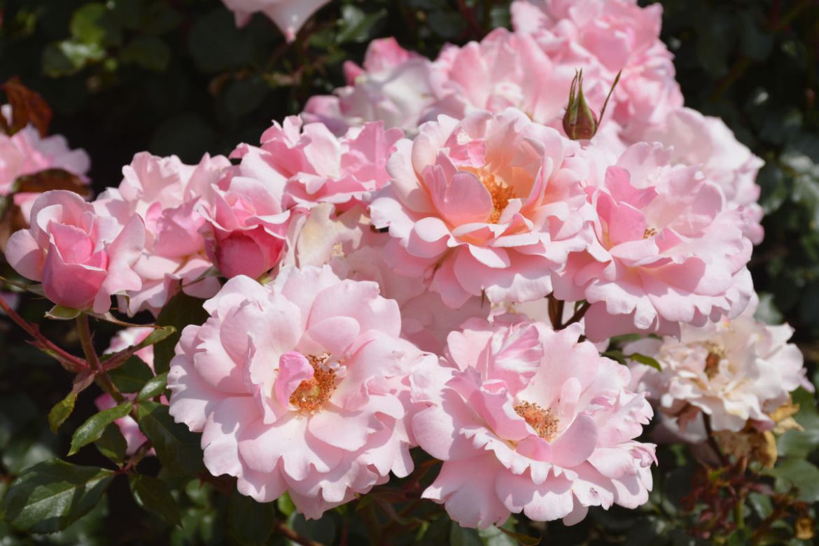 roze8.jpg