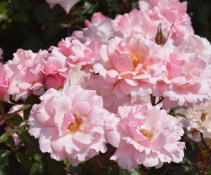 roze8.jpg