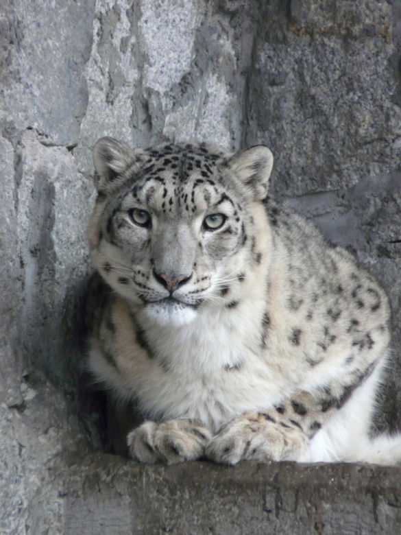Tak wyglądają zwierzęta mieszkające w śląskim ZOO