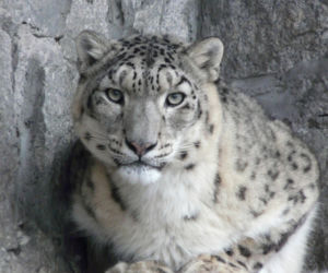 Tak wyglądają zwierzęta mieszkające w śląskim ZOO