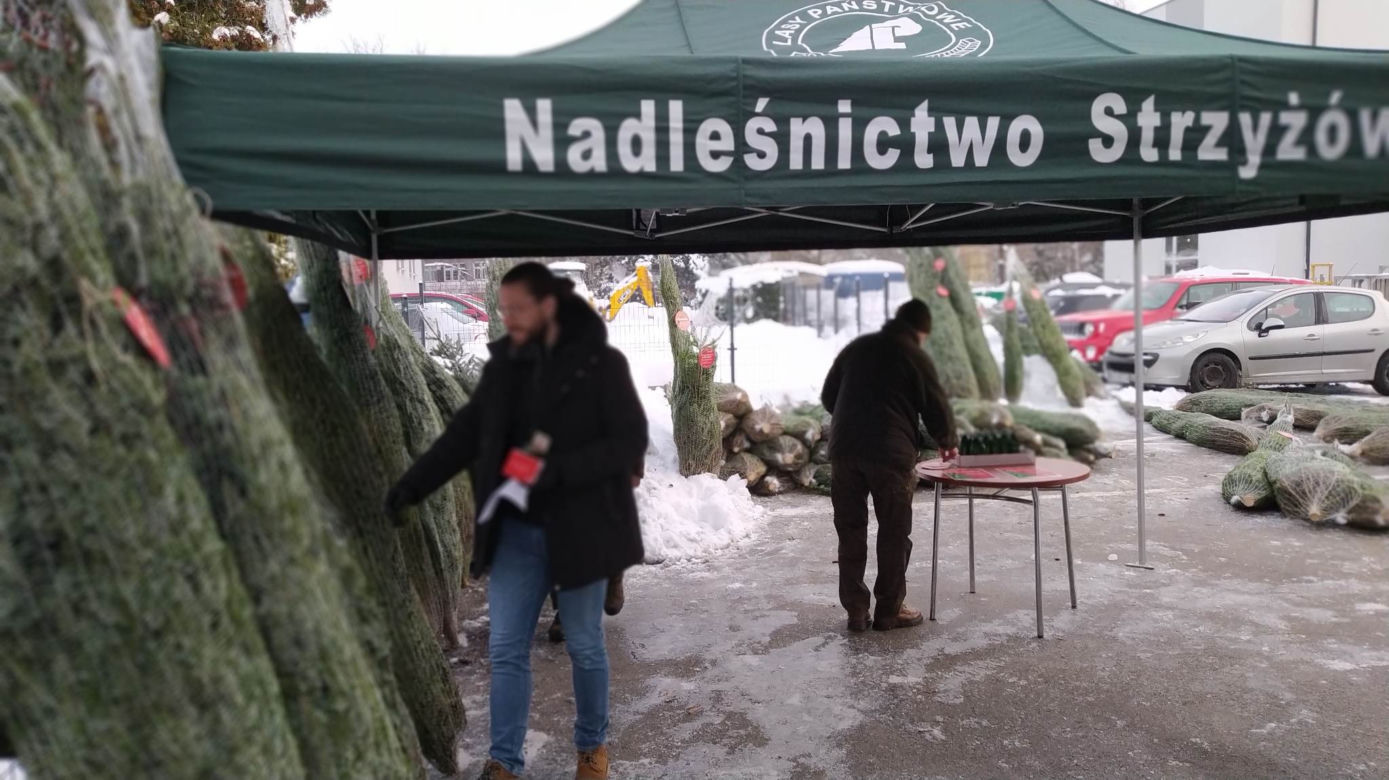 Duże zainteresowanie choinkami za oddanie krwi. 100 sztuk poszło w kilka godzin! 