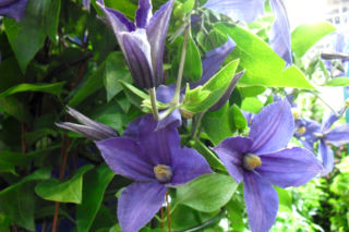 Powojnik Duranda - Clematis x durandii