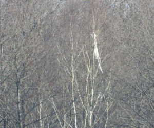 Niezidentyfikowany obiekt spadł pod Mińskiem Mazowieckim. Ruszyła akcja służb