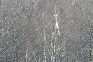 Niezidentyfikowany obiekt spadł pod Mińskiem Mazowieckim. Ruszyła akcja służb