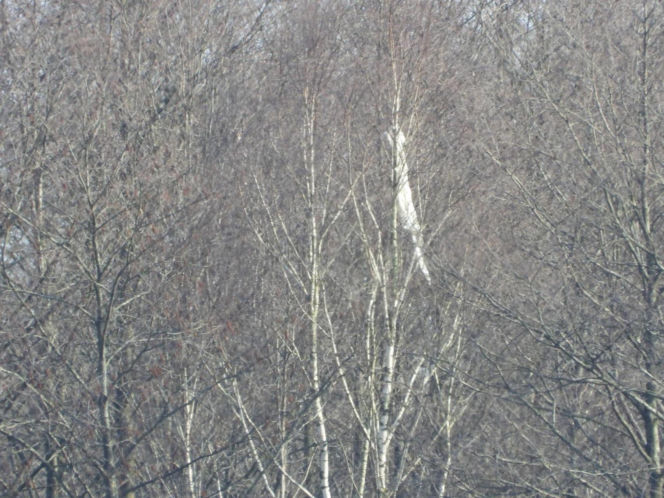 Niezidentyfikowany obiekt spadł pod Mińskiem Mazowieckim. Ruszyła akcja służb