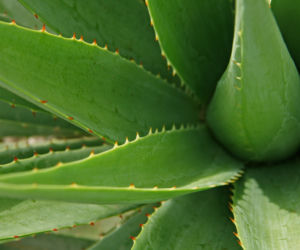 Aloes