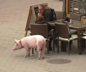 Mam talent 7, odcinek 4. Świnia zrobiła kupę na scenie!