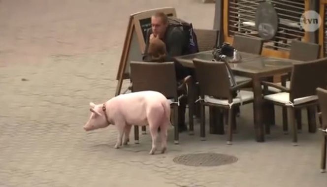 Mam talent 7, odcinek 4. Świnia zrobiła kupę na scenie!