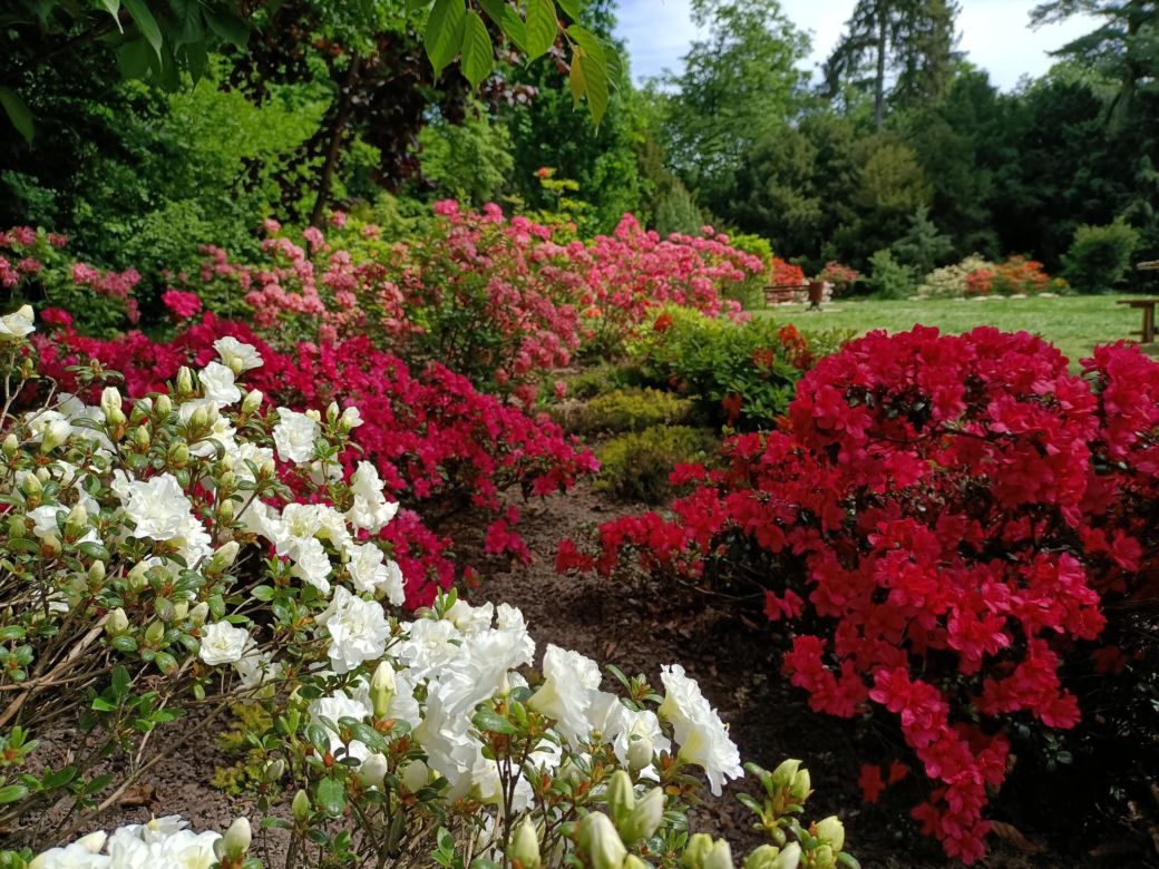 Arboretum Kórnickie - raj dla miłośników pięknych roślin