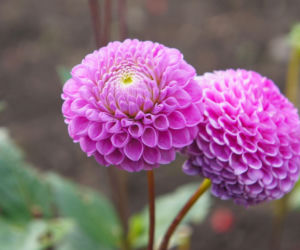 Dalia 'Franz Kafka'