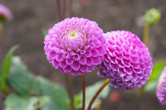 Dalia 'Franz Kafka'