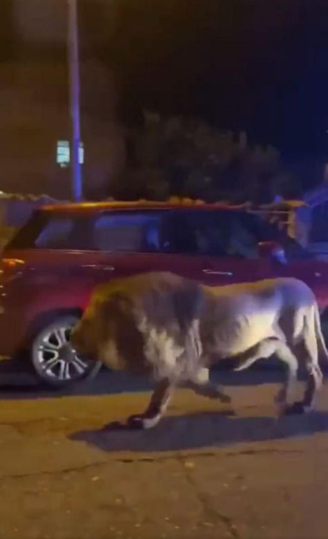 Lew uciekł z cyrku! Przez siedem godzin terroryzował miasto. Zwierz pojmany!