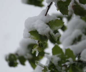 Zima w maju 2011 - zdjęcia Czytelników (Kłodzko, Bardo, okolice Ząbkowic Śląskich)