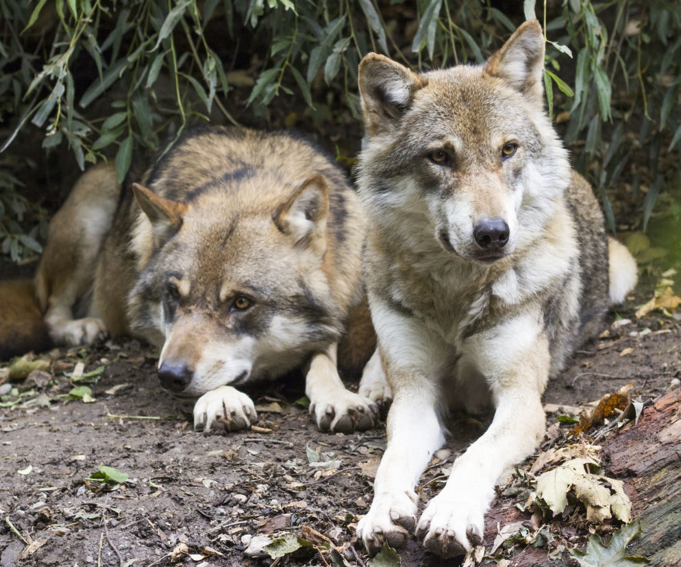 Bieszczady: nagrał spotkanie z wilkami, ale nie tylko! żeby nie było...