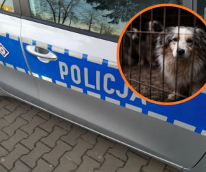 Makabra pod Skierniewicami. Trwa śledztwo po śmierci 16 psów. Naprawdę dużo się dzieje