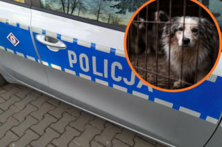 Makabra pod Skierniewicami. Trwa śledztwo po śmierci 16 psów. Naprawdę dużo się dzieje