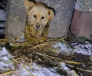 9 psów na terenie oczyszczalni. Interwencja, oskarżenia, śledztwo