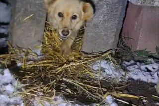 9 psów na terenie oczyszczalni. Interwencja, oskarżenia, śledztwo