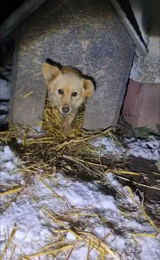 9 psów na terenie oczyszczalni. Interwencja, oskarżenia, śledztwo