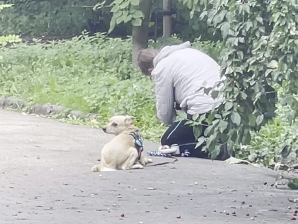 Bestialsko znęcała się nad psami. Po kopnięciu, zwierze wydało głośny pisk
