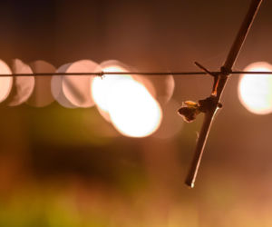 Przymrozki w winnicy - podgrzewanie winorośli