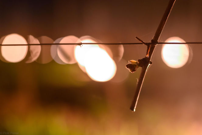 Przymrozki w winnicy - podgrzewanie winorośli