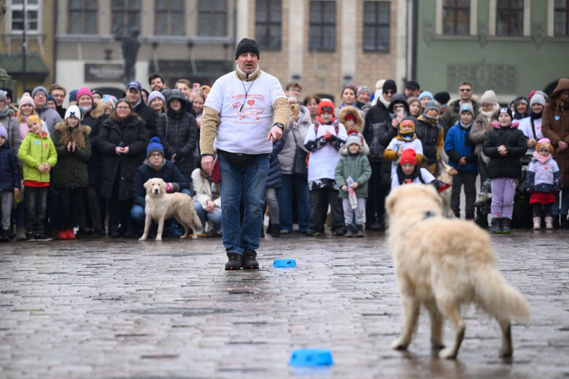 Poznań. Pokaz wyszkolenia psów z grupy „Golden Retriever WOŚP w Poznaniu” podczas 33. Finału Wielkiej Orkiestry Świątecznej Pomocy
