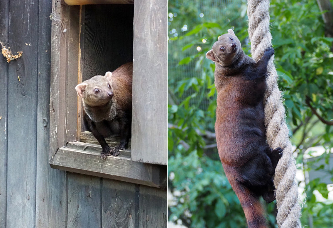 Nowy mieszkaniec warszawskiego zoo. Już niebawem będzie można zobaczyć galidię