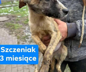 OTOZ Animals poszukuje domów dla psów