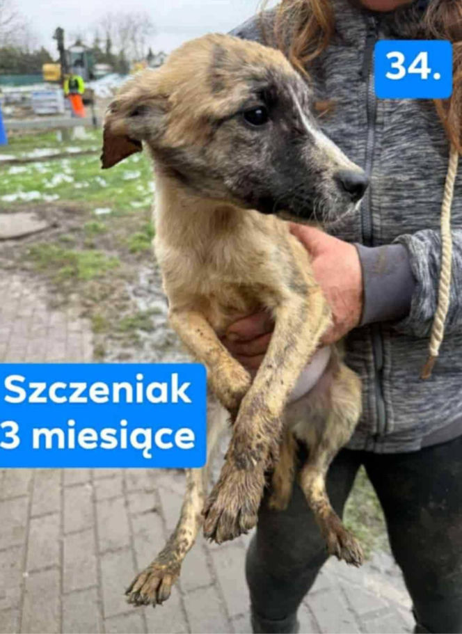 OTOZ Animals poszukuje domów dla psów