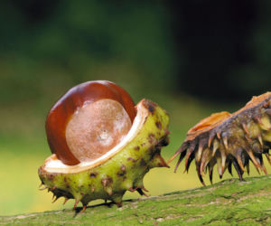 Masuj się kasztanami