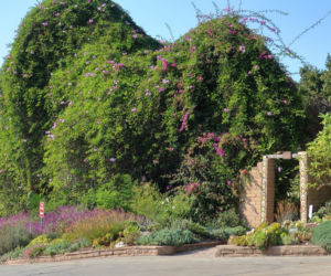 Ta roślina to znakomita alternatywa dla tui. Posadź w ogrodzie, a nie pożałujesz