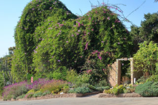 Ta roślina to znakomita alternatywa dla tui. Posadź w ogrodzie, a nie pożałujesz