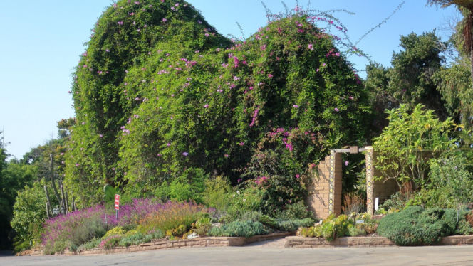 Ta roślina to znakomita alternatywa dla tui. Posadź w ogrodzie, a nie pożałujesz
