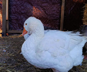 Żywa szopka w Żydowcach